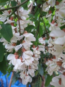 Tempura de fleur d'acacia chef à domicile Beaune